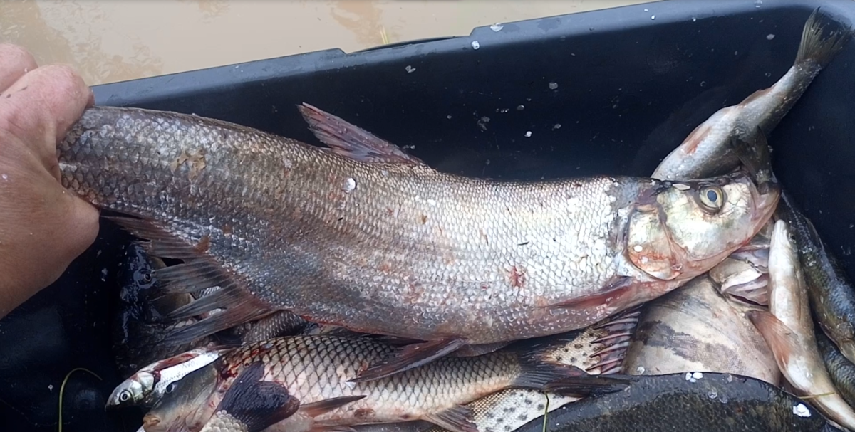 Рыба в комсомольске на амуре. Рыба Верхогляд Амурский. Fisherman DV. 27 Rus. Китайский окунь ауха. Рыбы реки Амур.