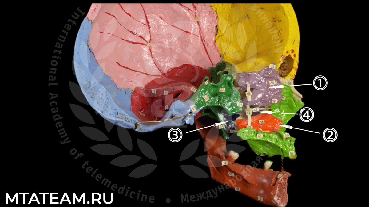  внутренняя поверхность сагиттального распила черепа