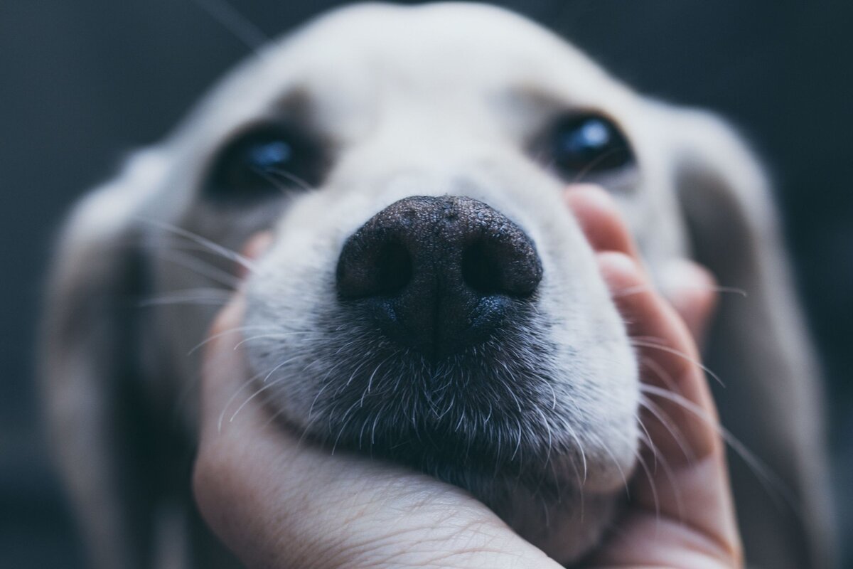 Почему собака смотрит в глаза. Пёсик Snoot. Собака из Фейсбук. Зе дог фейс. Dog face in Front photo.