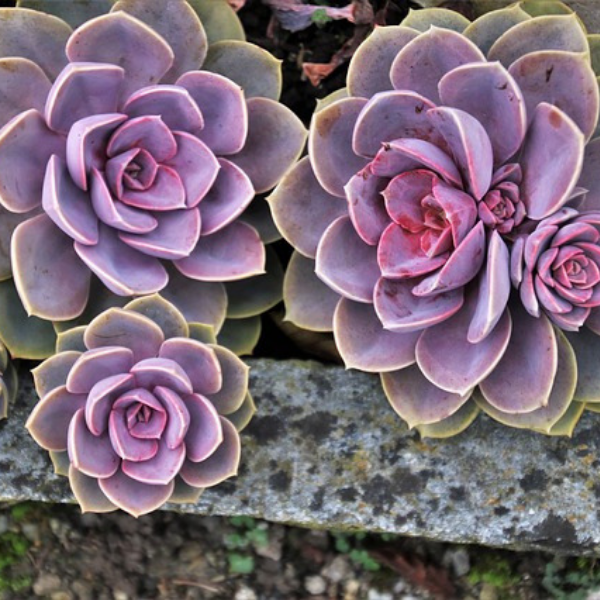 https://pixabay.com/photos/succulents-macro-in-the-fall-oct-3741115/