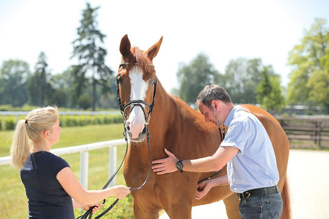 источник https://img0.liveinternet.ru/images/attach/d/0/141/744/141744534_bolezniloshadej1.jpg