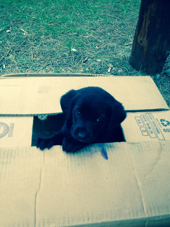 "Черныш" был самым заводным и неугомонным...