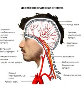 [caption id="attachment_774" align="aligncenter" width="279"] Кровеносная система головного и спинного мозга[/caption]