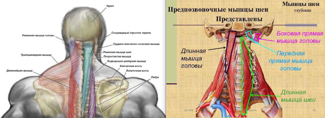 Прямые мышцы шеи. Предпозвоночные мышцы шеи. Мышцы шейного отдела. Предпозвоночное пространство шеи. Все мышцы шейного отдела