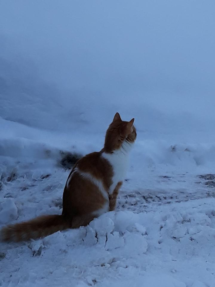 Нижегородская область, кот Гоша