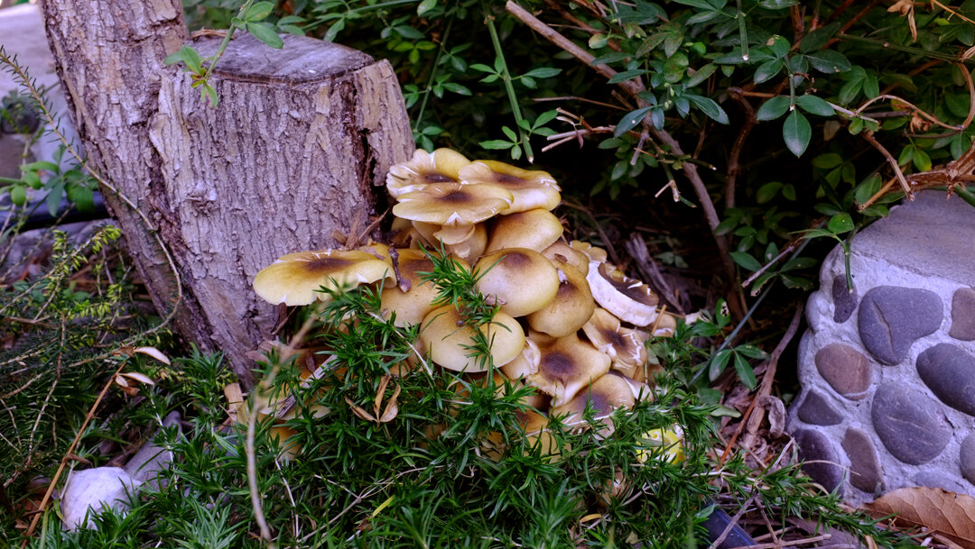 Ребята опята - фото Наталия Попова - Профессиональный Художник 2019 год