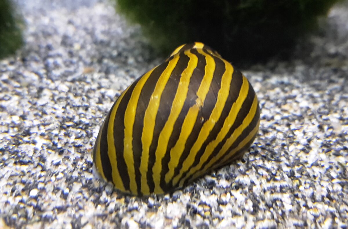 Очень красивый узор на раковине, цвет полос бывает разный