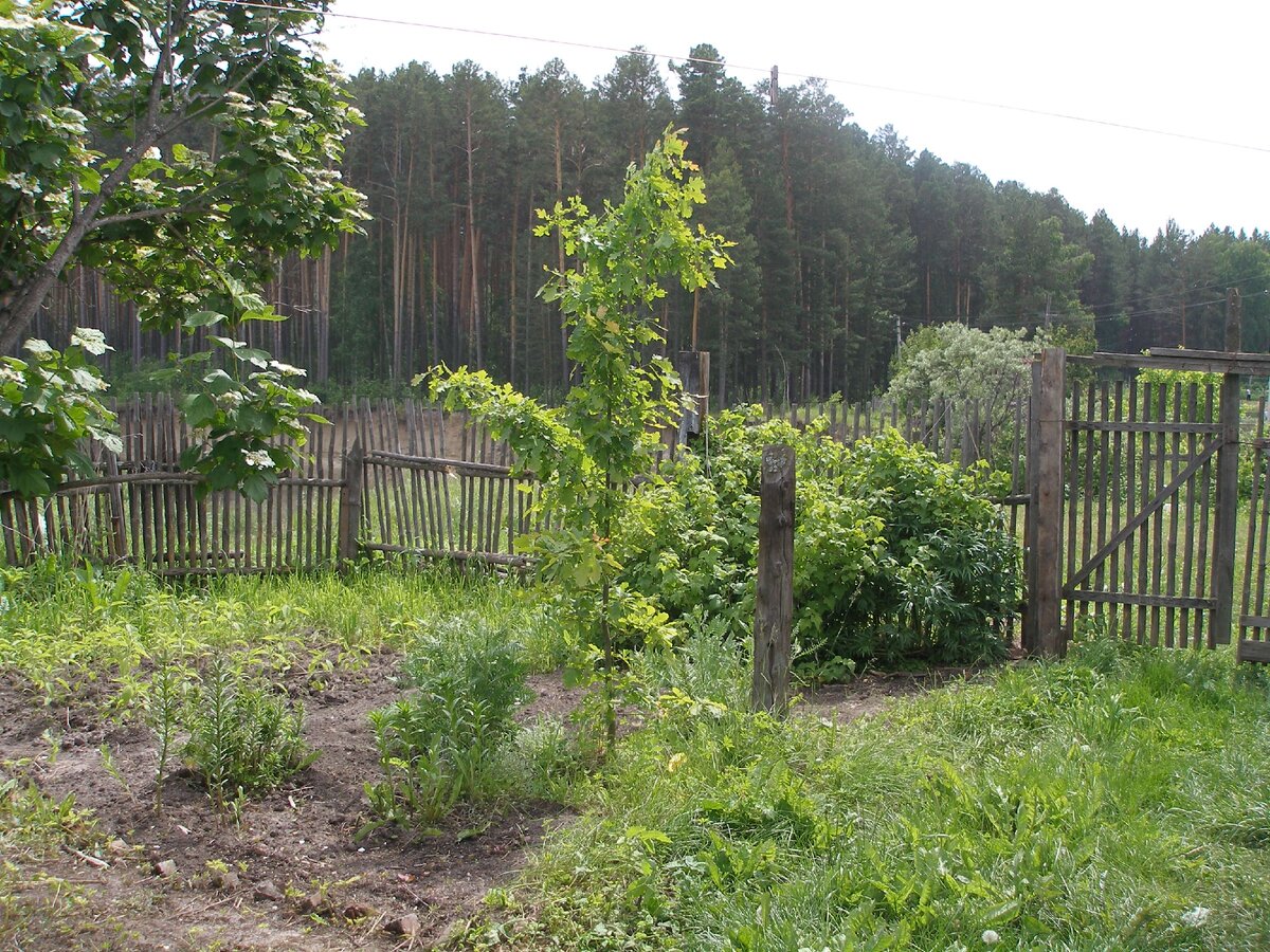 Этот дуб сейчас выше дома. Фото автора