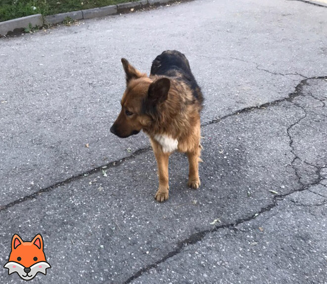 Собака дедули!