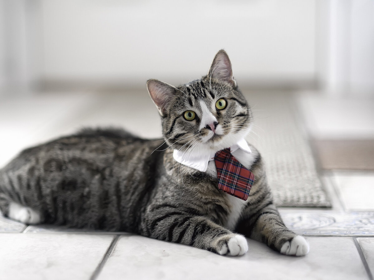 Вы думаете, это кот?)