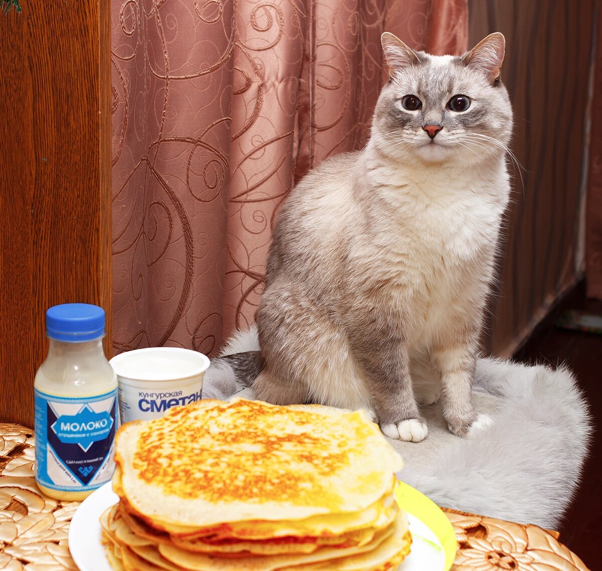Сметана и кот картинки