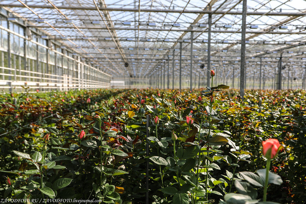 ярославский тепличный комбинат роза кордана. теплица с цветами. тепличный комплекс в кадошкино. тепличные комплексы розы. тюлячи теплица цветочная.