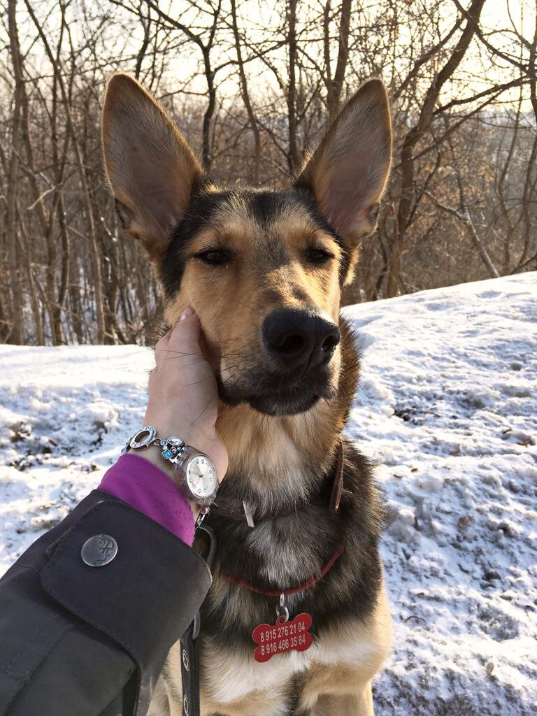 уже полтора года Саманта счастливая домашняя собака