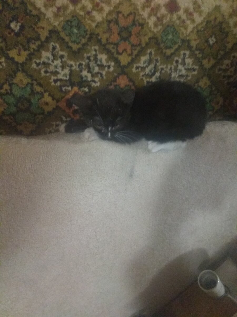 Новый житель нашей фермы