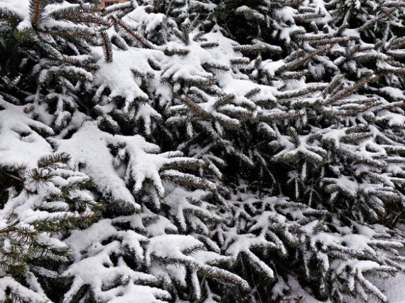 Опубликован список лесничеств, где можно бесплатно срубить елку к Новому  году | Интернет-газета «Карповка» | Дзен