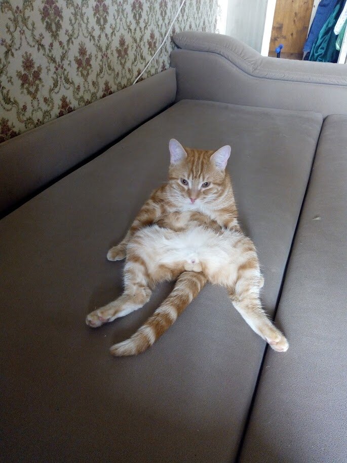 кот позирует