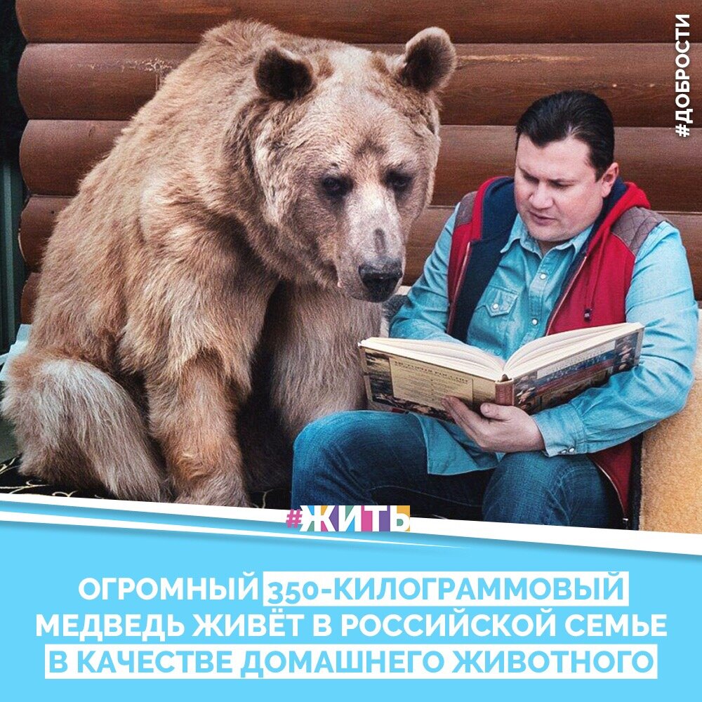 Рубрика «Добрости» ❤️🤗

ОГРОМНЫЙ 350-КИЛОГРАММОВЫЙ МЕДВЕДЬ ЖИВЁТ В РУССКОЙ СЕМЬЕ В КАЧЕСТВЕ ДОМАШНЕГО ЖИВОТНОГО

Трудно найти в России более стереотипичную российскую семью, чем Светлана и Юрий Пантелеенко, ведь они живут в деревянном доме из сруба в окружении берёзок и пьют чай с настоящим медведем

Пара приняла медведя в семью, когда ему было всего 3 месяца. Сейчас Стёпе уже 23 года, он весит 350 кг, а когда становится на задние лапы, то его рост равен 213 см

Медведь настолько одомашнен, что вечерами прижимается к ним сидя на диване во время просмотра телевизора.

Но большой медведь, это ещё и большая ответственность.. в смысле голод.

Каждый день Стёпа съедает 25 кг рыбы, яиц, и овощей.

И конечно никак без десерта, Стёпа обожает есть сгущёнку банками.

Верный друг, который лучше любой охранной системы защитит дом.

Главное, чтобы грабители восприняли надпись "Осторожно, злой медведь" всерьёз, иначе их глуповатая улыбка в мгновение ока будет стёрта с лица, если они всё-таки вздумают залезть в дом.

Друзья, делитесь этой добростью у себя на странице☺️
 Пусть о хороших и добрых новостях узнает как можно больше людей 😁 😊

#жить #проектжить #добрости