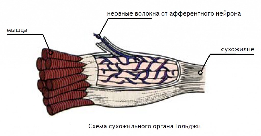 Концы мышцы. Нервно-сухожильные веретена. Сухожильный орган Гольджи строение. Нервносухожильные вертёна. Сухожильный орган Гольджи (нервно-сухожильное Веретено).