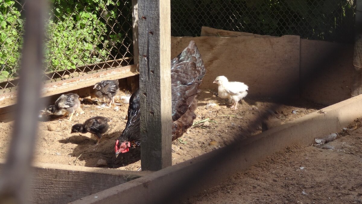 Курочка породы чёрный Маран стала хорошей мамой. Кстати, у Маранов яйцо темно красного цвета, как пасхальное. Фото Загородные идеи.