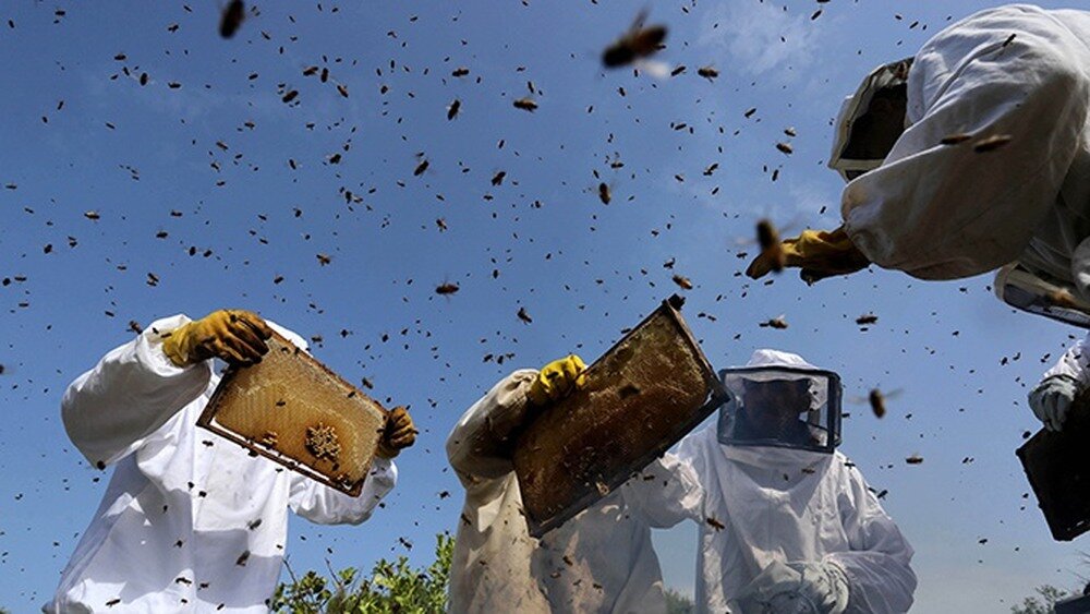 Как семья аллергиков боролась с пчелами на соседском участке