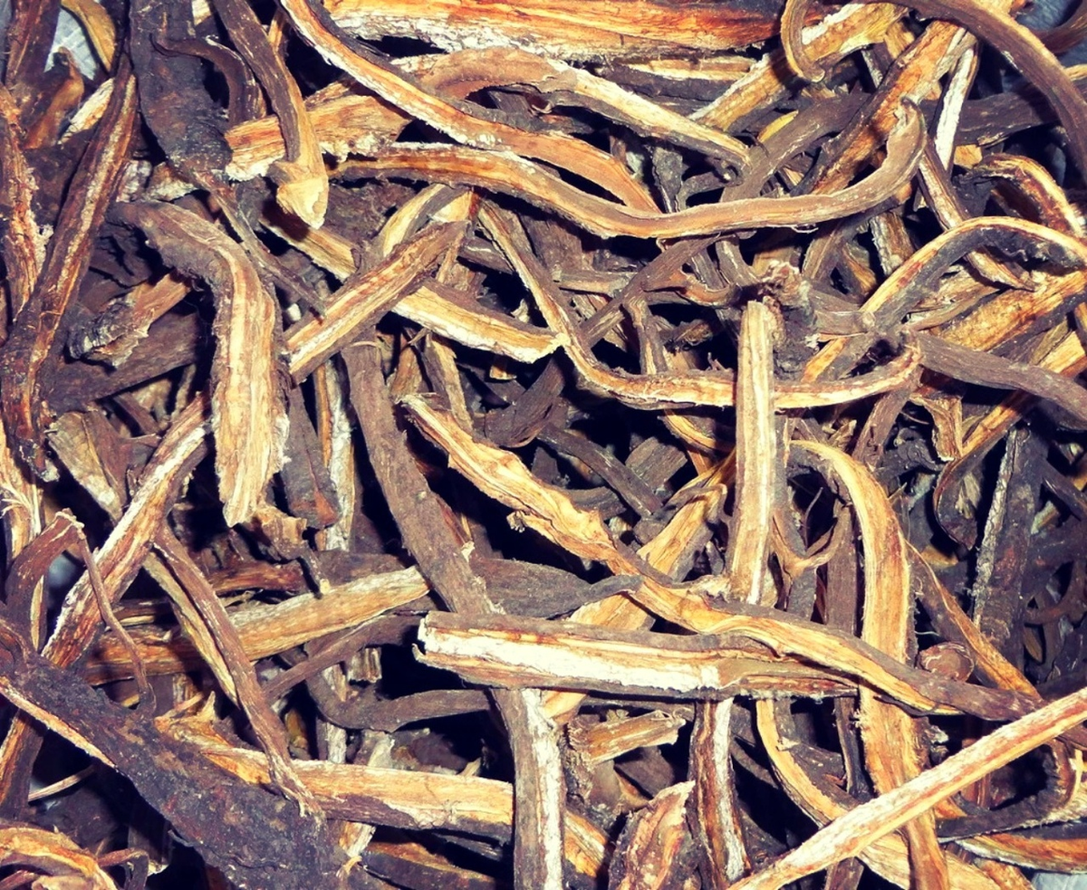 Согревающий корень. Согревающий корень. Корень хрена. Красная щетка алтайская. Согревающий корень.