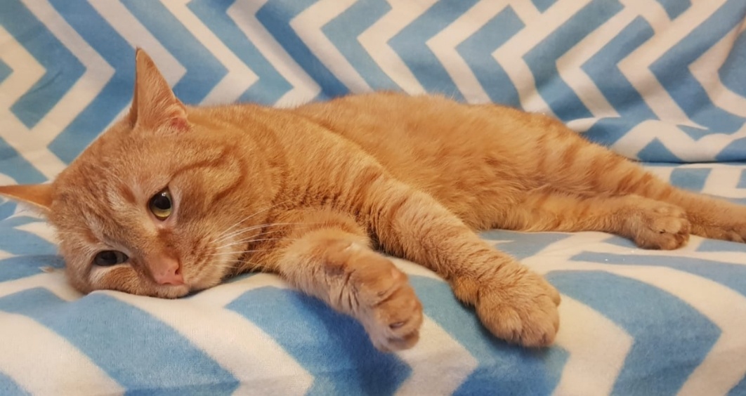Однозначно диванный котик 