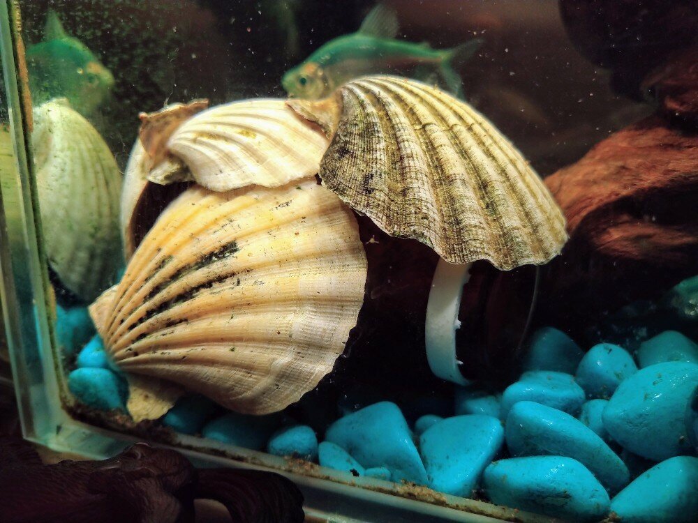 Вот такой домик я сделала для пельвикахромиса, он в него залазил