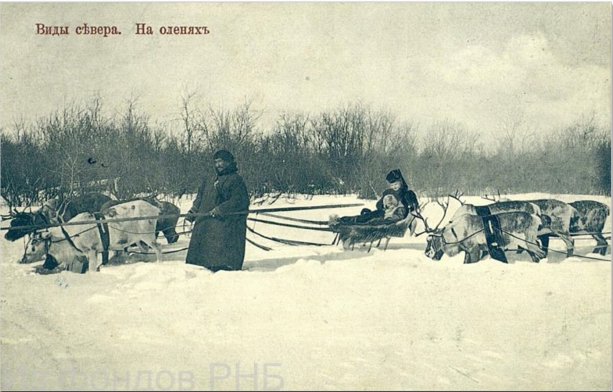 Виды севера. На оленях : [открытка]. - Архангельск : Изд. А.А. Быкова, [между 1911 и 1917]. - Фототип.