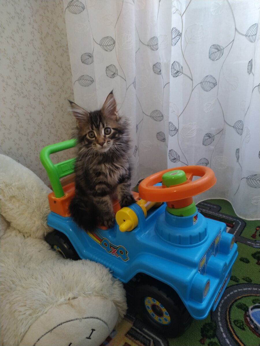 Если в доме появился кот мейн-кун, необходимо обеспечить ему личное пространство, установить в определенном месте лоток, когтеточку, а также корзину и миску для корма. Полноценный уход включает такие требования:
1-Периодически, по мере загрязнения протирать уголки глаз ватными дисками, смоченными в кипяченой воде.
2-Регулярно осматривать и очищать от грязи ушные раковины. Ватные палочки использовать запрещено.
3-Чистить зубы раз в неделю, при необходимости удалять больные.
4-Ежедневно расчесывать шерстку, по мере загрязнения купать котика специальным шампунем.
5-Стричь ногти, но если взрослая кошка часто бывает на улице, делать этого не стоит.