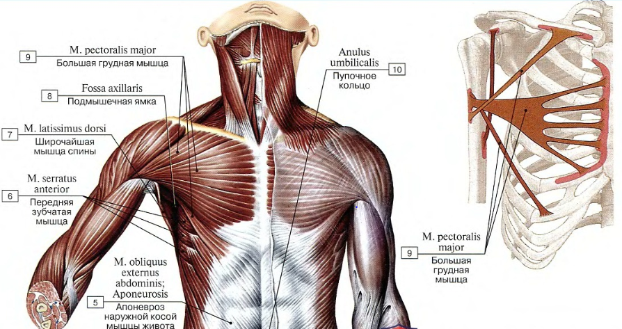 Мышцы груди картинка