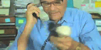 giphy.com