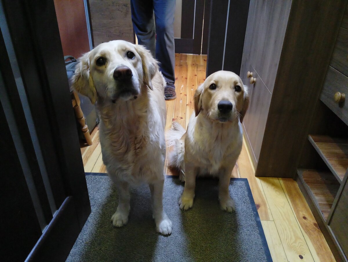 Куба и Ляля. "Ты опять уходишь?!"