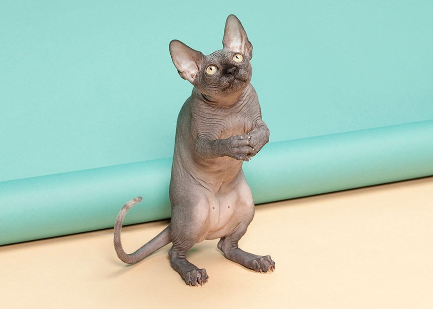 Если кошка постоянно выпрашивает еду и не дает покоя, собравшимся за столом домочадцев, это 100% упущение в воспитании животного. Котенка нужно с девства приучать к кормлению в определенные часы и в строго установленном месте.
Категорически запрещено проявлять непоследовательность и время от времени бросать питомцу лакомые кусочки со стола. Важно помнить о том, что кошки – животные умные и имеют способности к манипуляции.