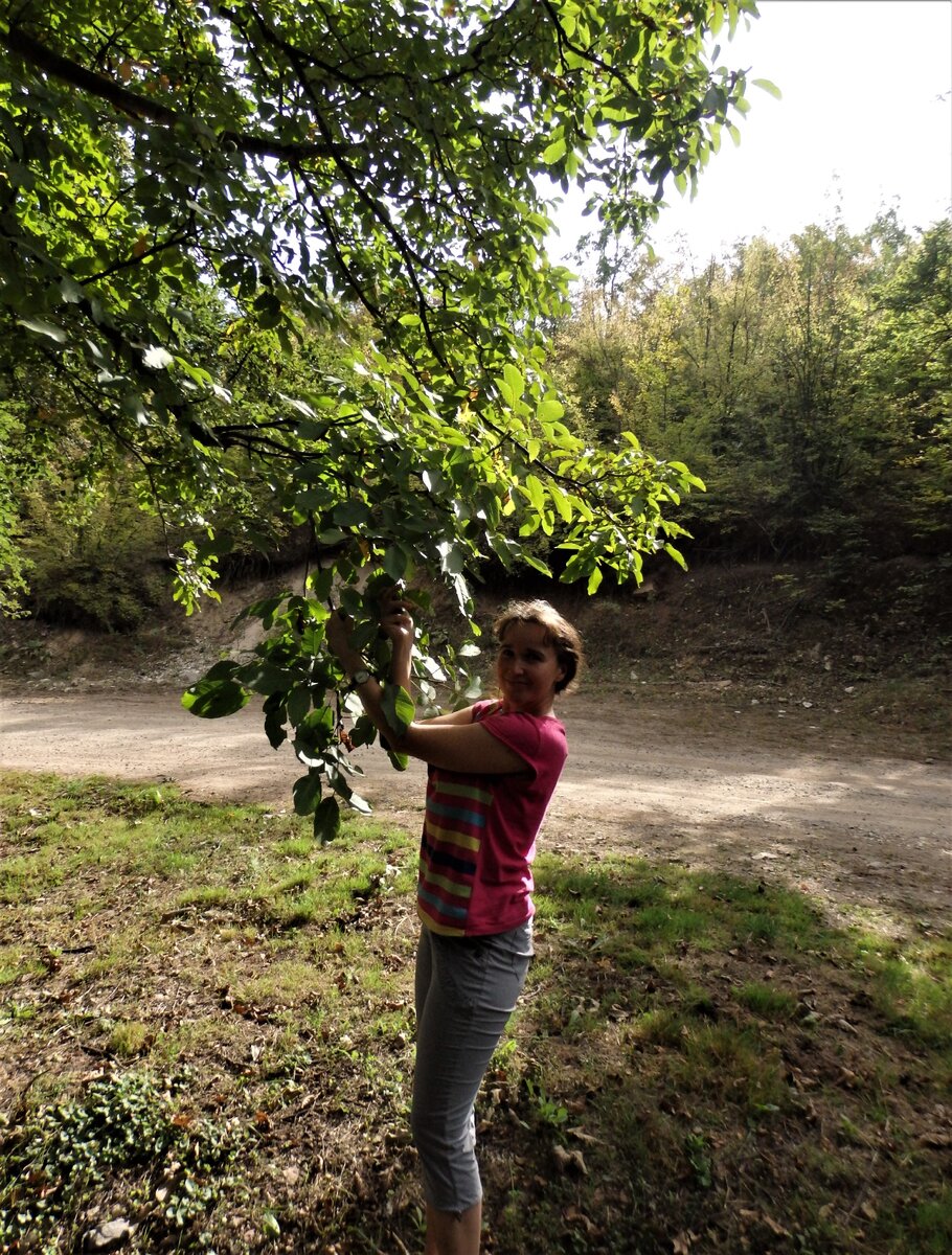 Добываем грецкий орех