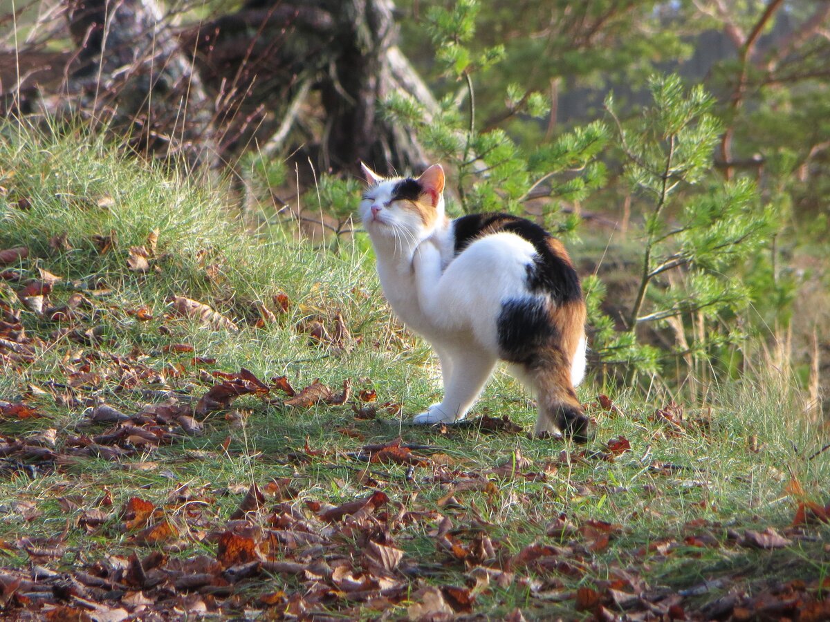 Кот, гуляющий сам по себе