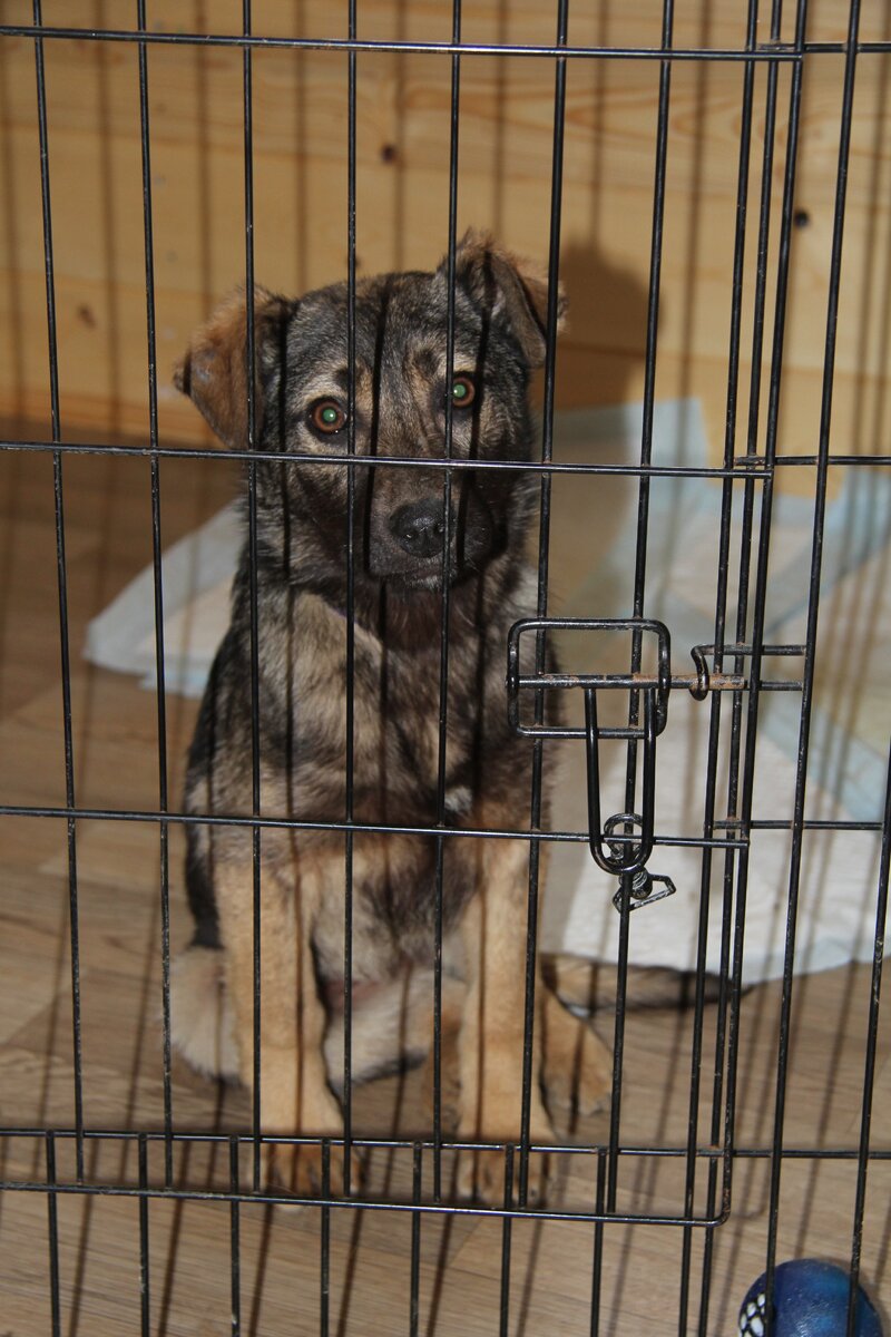 Вот такую мы нашли Аришу. Совсем другая сейчас стала :)