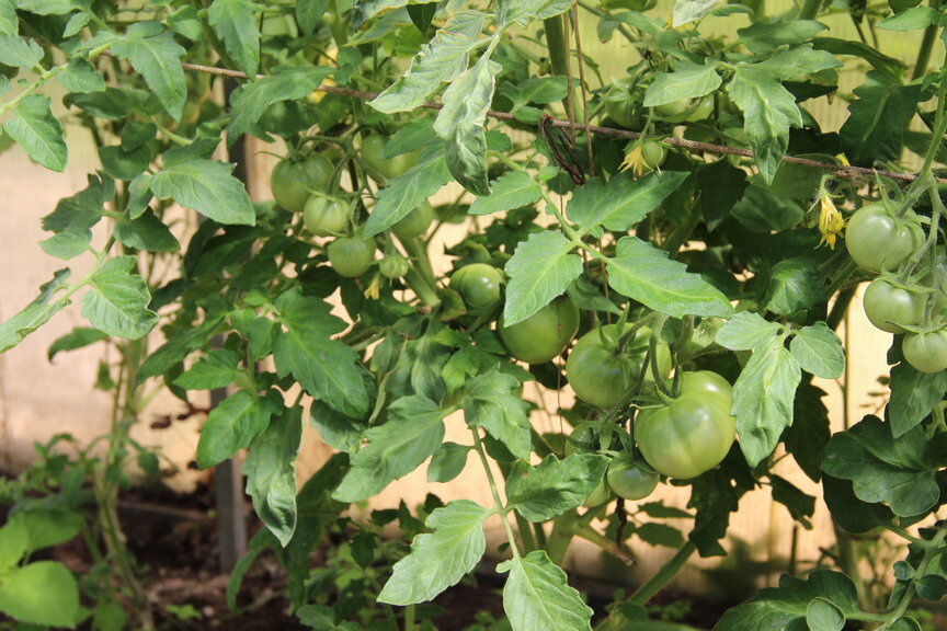 Фото авторское