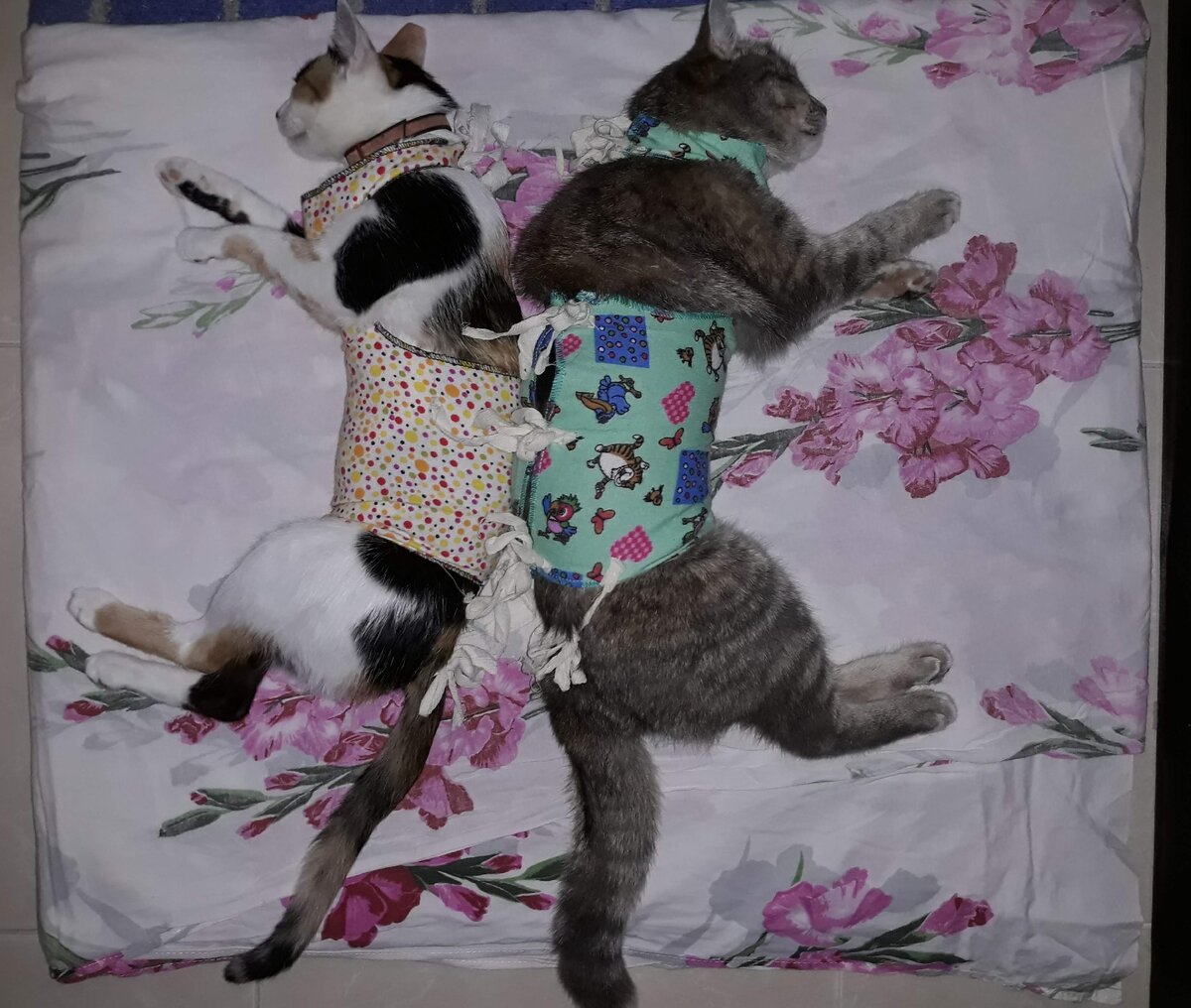 Приятное чувство облегчения не давало покоя :) - ведь с кошками было всё в порядке и угроза быть оккупированными кошачьей армией миновала...