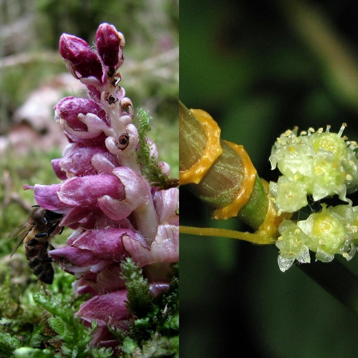 Фото повилики - Евгений Захаров 

Фото Петра - Геннадий Окатов
