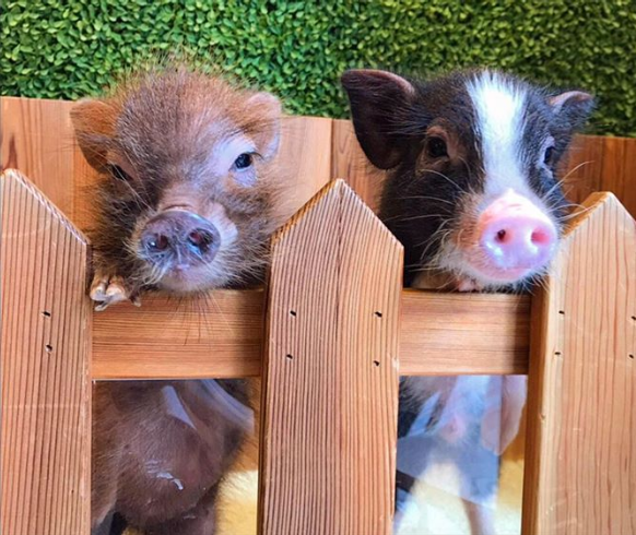 Источник: Instagram mipigcafe