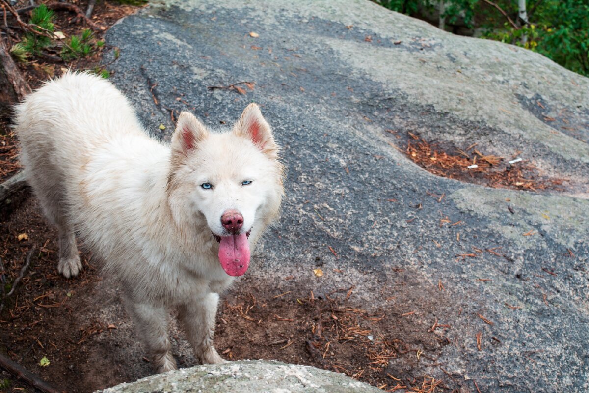 Из личных архивов. Не скажу, что эта фотография выверена по всем композиционным правилам, но она дорога мне - мы поднимались на гору и пошёл дождь, по выражению мордочки хаски моих родственников, думаю, всё понятно, как сильно мы устали и как сильно измазались в грязи :)