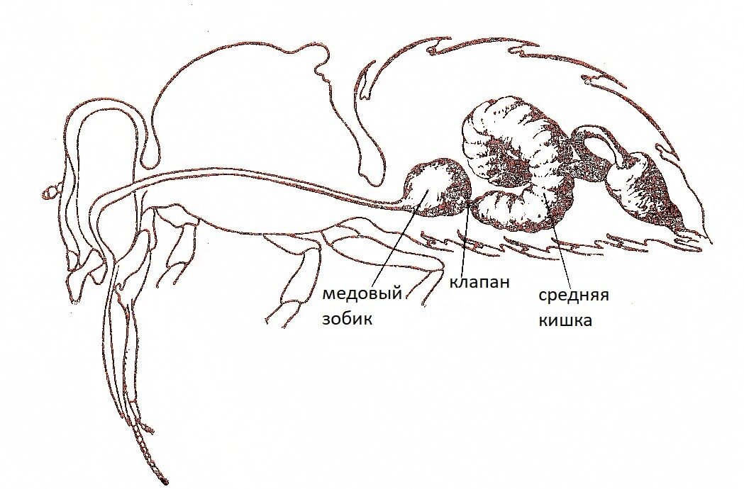 Пищеварительная система пчелы