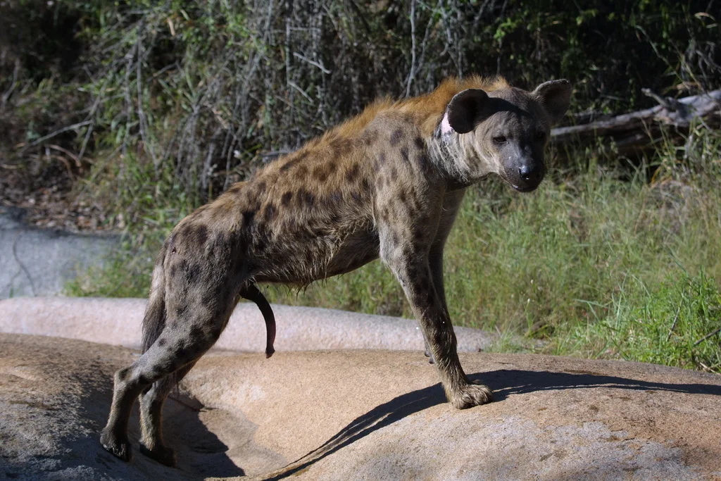 Самка пятнистой гиены