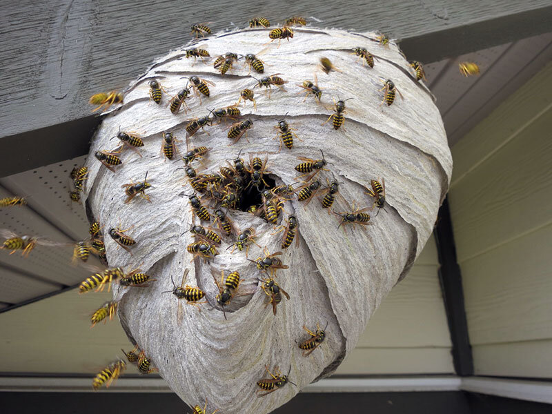 Гнездо обыкновенной осы