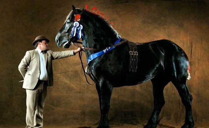 Лошади Першероны (27 фото): все сведения о самых высоких лошадях в мире, рост французских Першеронских коней, уход за жеребятами - Новости о лошадях и конного спорта