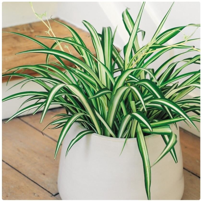 Хлорофитум 