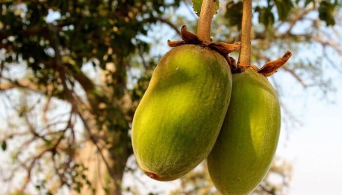 Так выглядят зрелые плоды Баобаба
