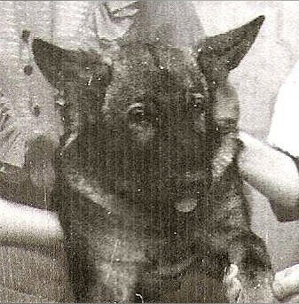 Прайт, 5 мес. Маленький ведь еще совсем, правда? (Excuse moi за столь низкое качество фотографии, но это 90-й год прошлого века, и фото - черно-белое, любительское)  | © ДиНа