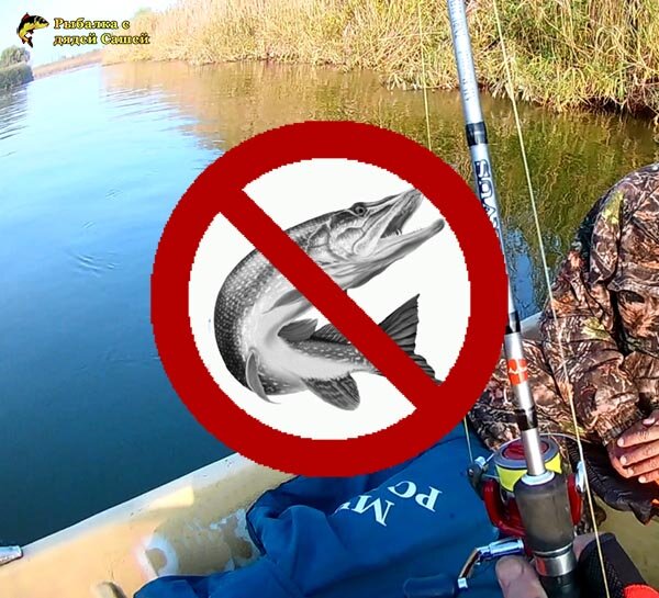 Можно ли ловить спиннингом в нерестовый запрет. Рыбалка в нерестовый запрет. Навигация в нерестовый запрет. Лов рыбы негативные воздействия. Нерестовый запрет на Иваньковском водохранилище 2024.