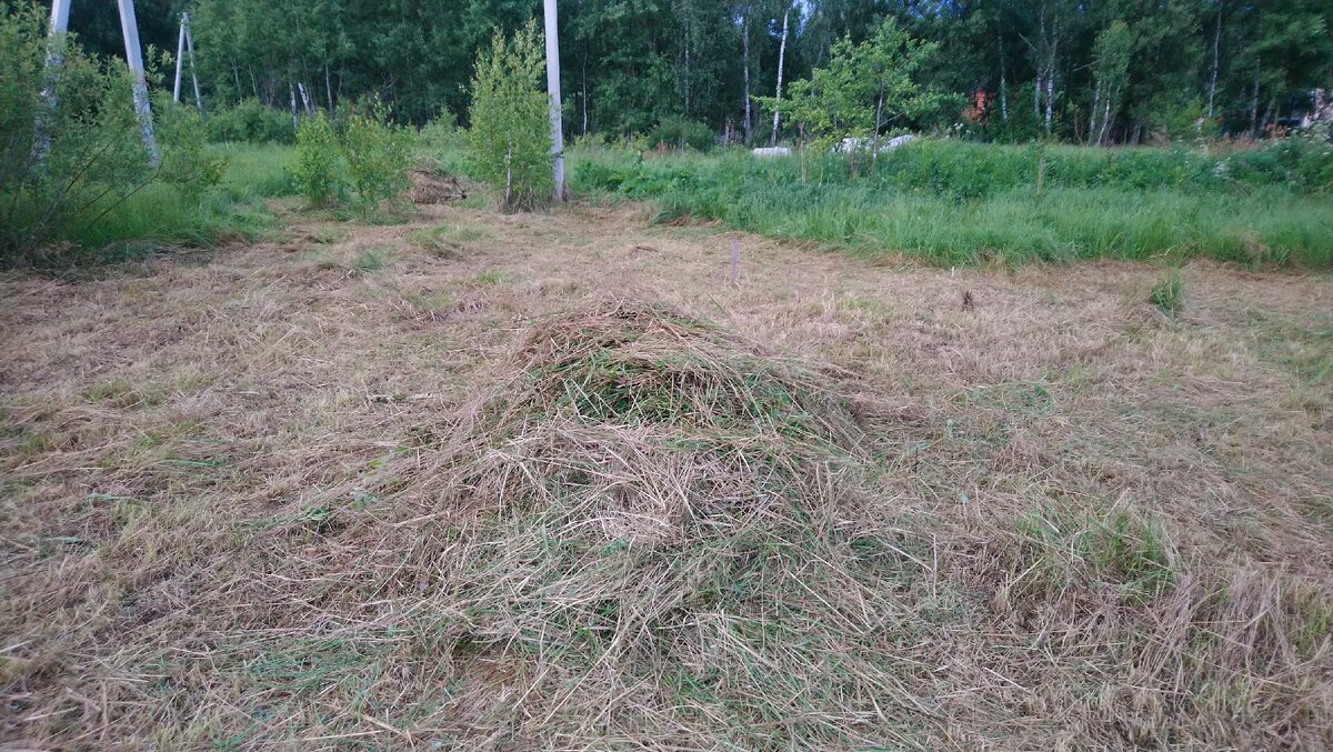 безумно много травы